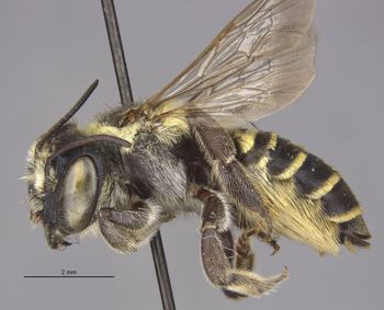 Media type: image;   Entomology 16269 Aspect: habitus lateral view